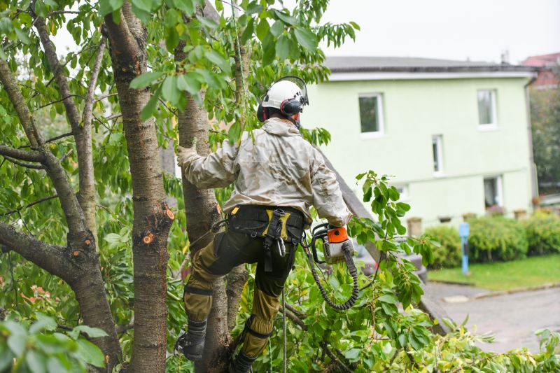 Arborist Service