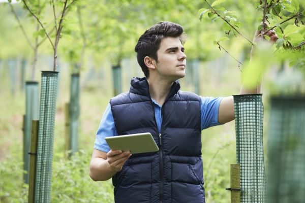 Arborist Service