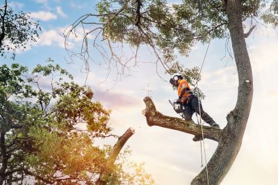 Arbor Tree Service