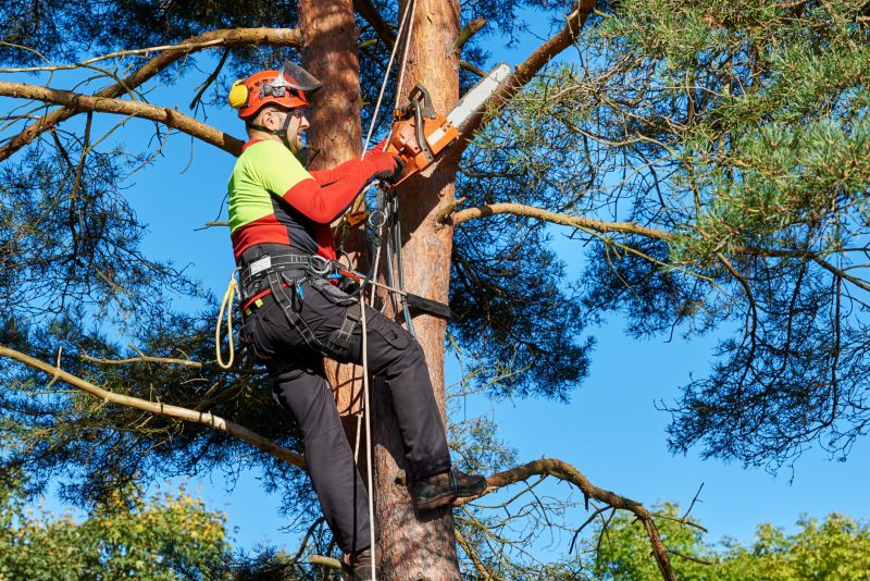 Arbor Tree Service