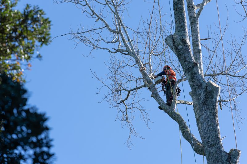 Arbor Tree Service