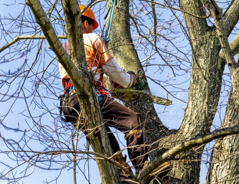 Arbor Tree Service