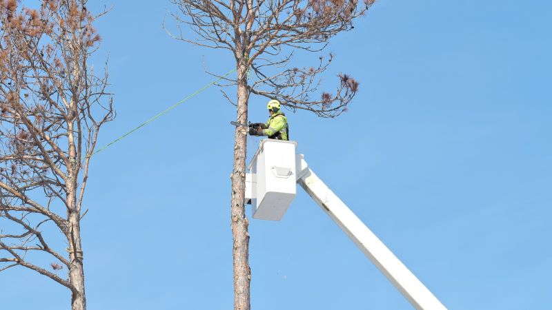 Arbor Tree Service