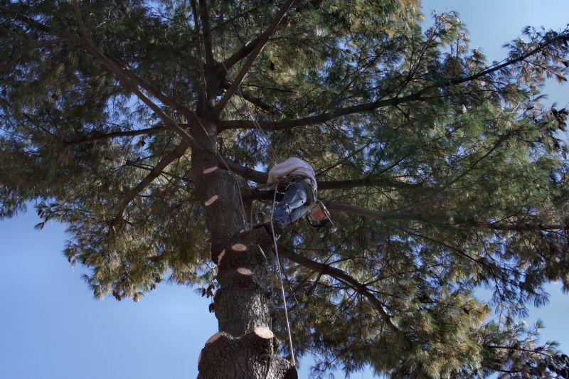 Arbor Tree Service
