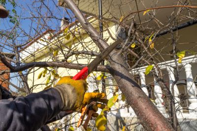 Arbor Tree Service Cost — Cost of Arbor Tree Service