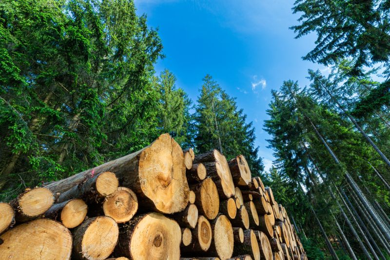 Arbor Tree Service Cost — Cost of Arbor Tree Service