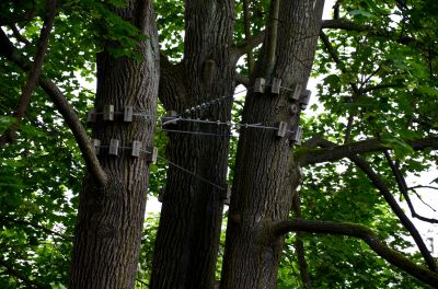 Arbor Tree Service Cost — Cost of Arbor Tree Service