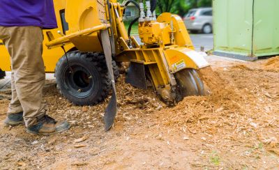 Arbor Tree Service Cost — Cost of Arbor Tree Service