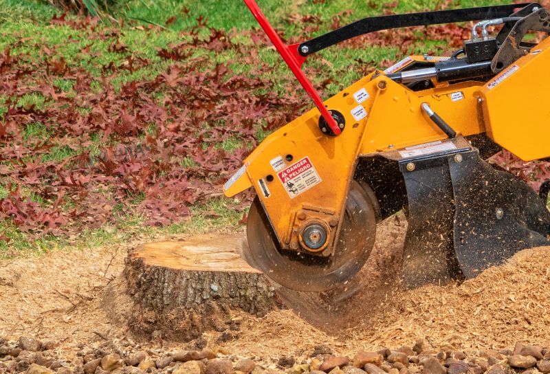 Arbor Tree Service Cost — Cost of Arbor Tree Service