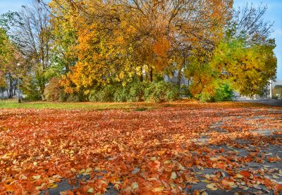 Seasonal Leaf Clearing
