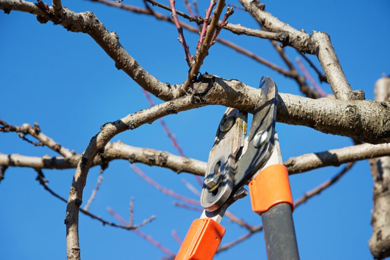 Spring Tree Services