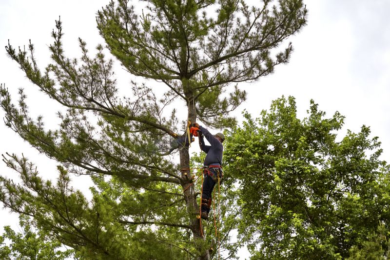 Who Does Arbor Tree Service
