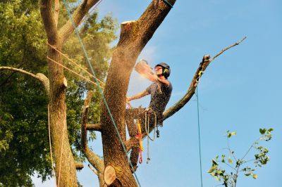 Arborists Can Evaluate Your Trees!