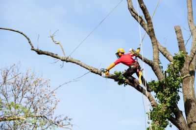 Arborists Can Trim and Remove Trees!