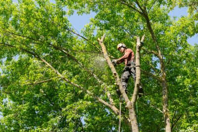 Arborists Specialize in Tree or Shrub Health!