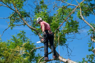 Get Professional Arborist Tree Service!